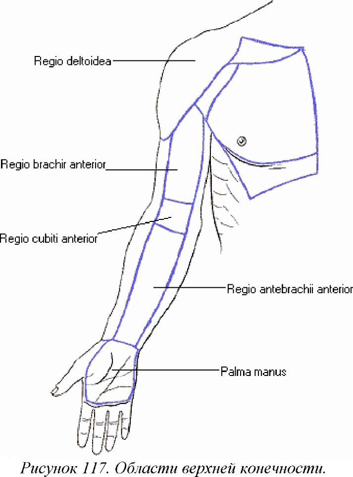 Рука человека название. Области верхней конечности топографическая анатомия. Области верхних конечностей топография анатомия. Дельтовидная область верхней конечности. Верхний конечность предплечье область.