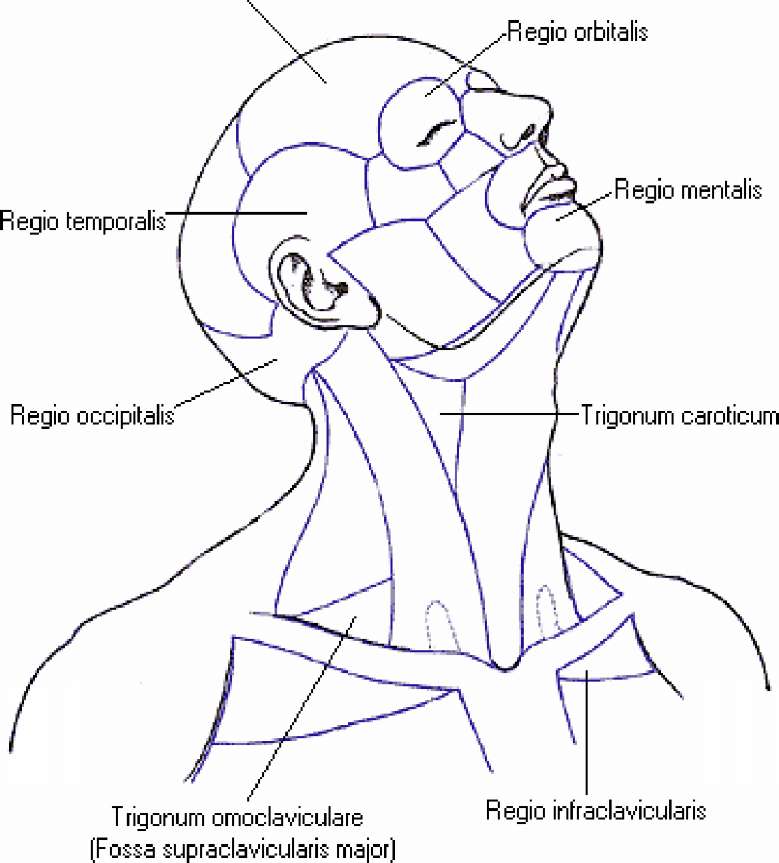 Проекции шеи. Топографические треугольники шеи и области головы. Зарисуйте топографические треугольники шеи и области головы. Области головы анатомия головы человека. Regio nuchae.