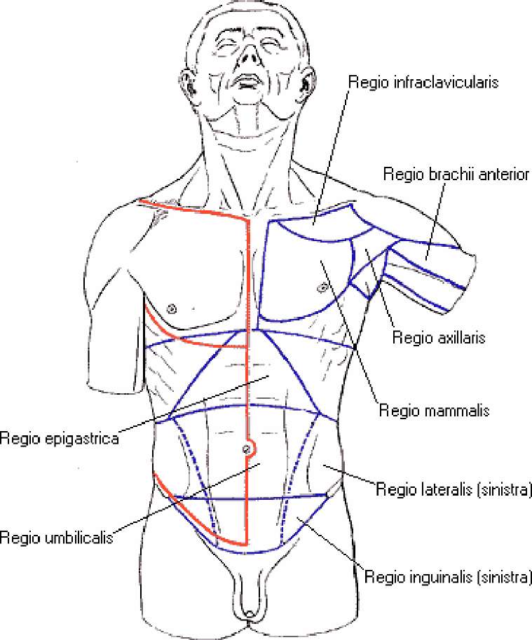 Руками в область живота. Топографические области грудной клетки. Топографические линии тела человека анатомия. Regio infraclavicularis границы. Топографическая анатомия туловища.