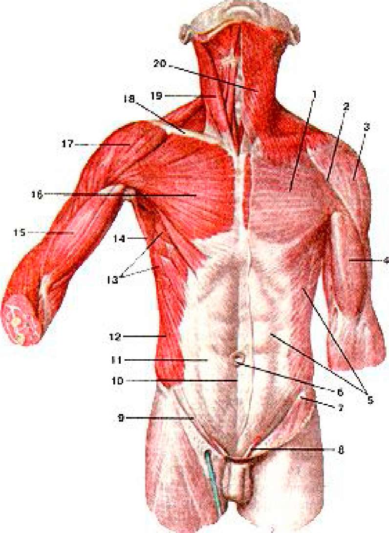 Ниже туловища. Фасции туловища анатомия. Мышцы и фасции живота анатомия. Мышцы туловища анатомия атлас. Мышцы и фасции туловища.