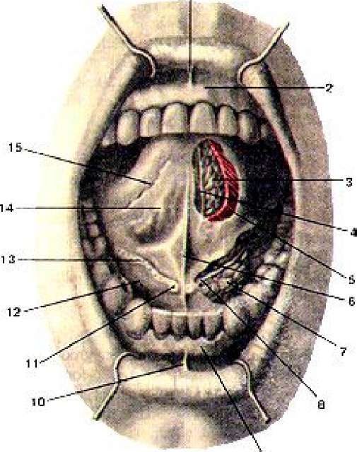 Подъязычная складка. Подъязычные складки строение. Подъязычная складка анатомия. Подъязычная складка Plica sublingualis.. Подъязычные складки полости рта.