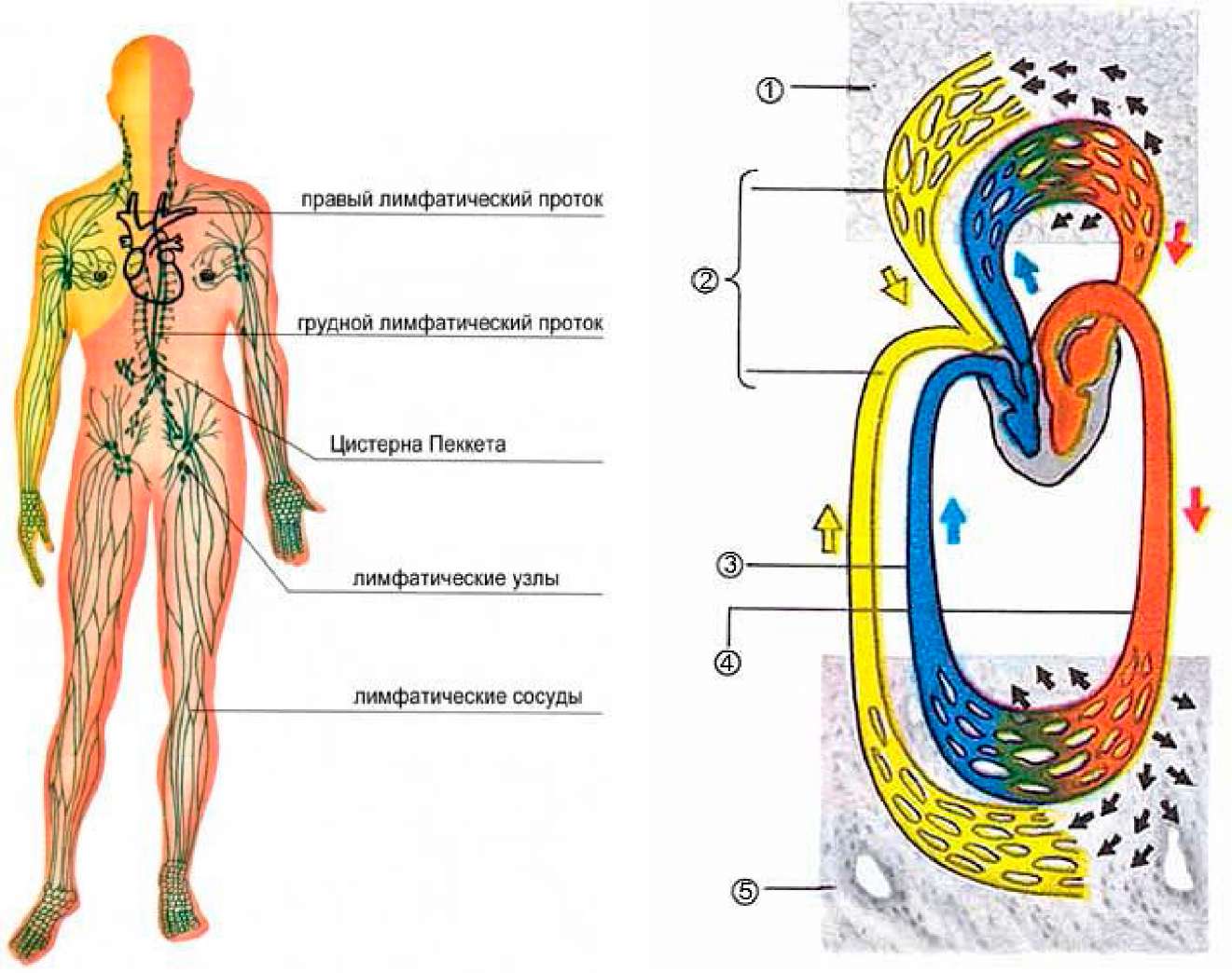 Лимфодренажная система. Схема строения лимфоидной системы человека. Лимфатическая система человека схема движения лимфы узлы. Схема лимфатической системы человека анатомия расположения. Лимфа система человека схема движения лимфы рисунок.
