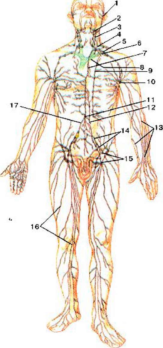 Система лимфоузлов человека. Схема лимфатической системы в теле человека. Атлас лимфатической системы человека. Лимфатические узлы лимфатической системы. Лимфоузлы анатомия человека.
