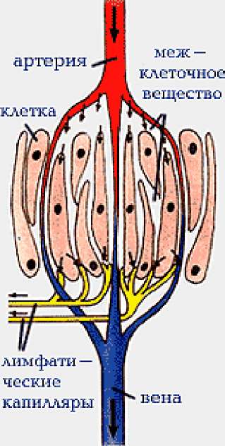 Лимфатические капилляры. Схема лимфатического капилляра. Схема строения лимфатического капилляра. Лимфатические капилляры анатомия схема. Лимфатические капилляры строение.