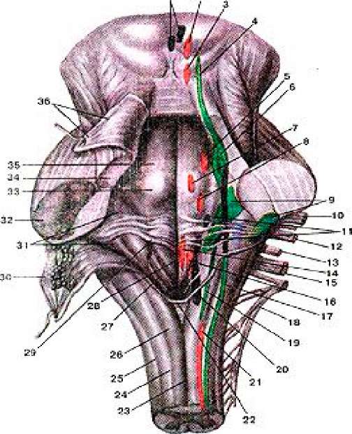 Ядра черепных нервов моста. Ромбовидная ямка продолговатого мозга анатомия. Ромбовидная ямка (Fossa rhomboidea). Fossa rhomboidea ядра. Ромбовидная ямка продолговатого мозга ядра.