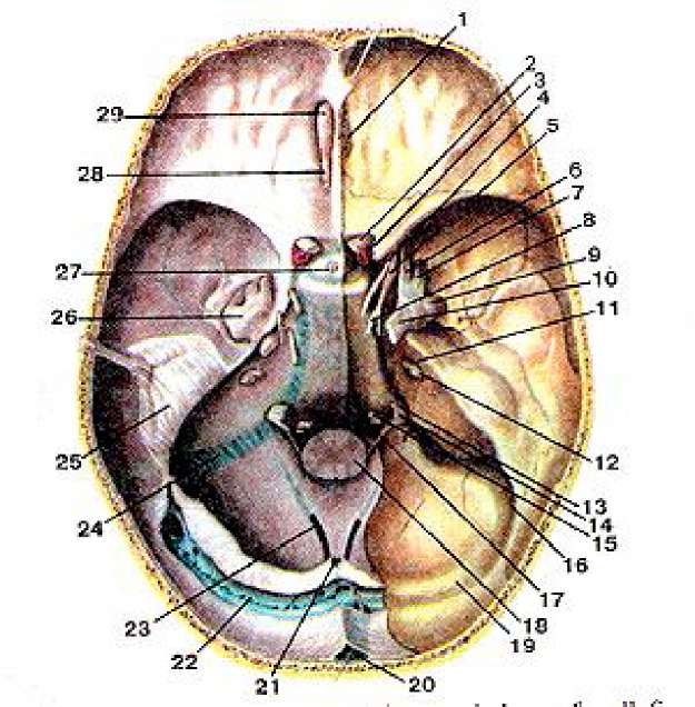 Черепные нервы череп. Черепные нервы отверстия черепа. Основание черепа анатомия нервы. Черепные нервы на черепе анатомия. Места выхода черепных нервов на основании черепа.