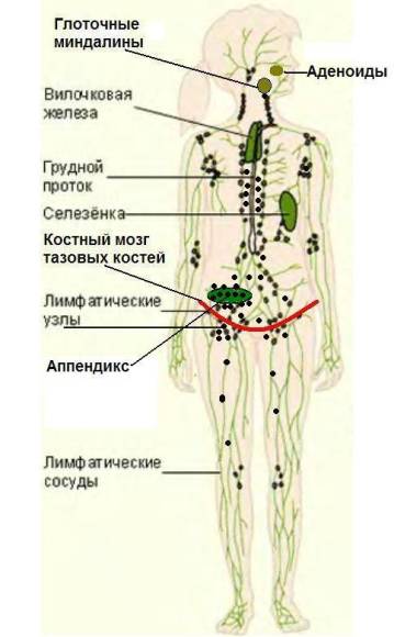 Лимфоузлы на ногах где. Расположение лимфатических узлов на теле человека схема. Лимфатические узлы на ногах схема расположения. Подколенные лимфоузлы схема. Поясничные лимфатические узлы расположение.