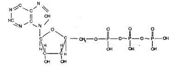 Атф т4. Макроэргические связи в фотосинтезе. Молекула креатинфосфата. Макроэргическое соединение. В молекулах АТФ И ГТФ макроэргические связи.