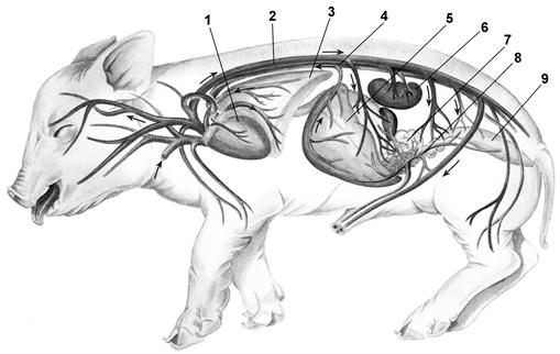Артерия у свиньи где находится фото. Анатомия свиньи кровеносная система. Поросенка яремная Вена. Кровеносная система поросенка. Анатомия свиньи нервная система.