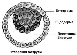 Рассмотрите рисунок на котором изображен жизненный цикл многоклеточного животного на примере рыбы