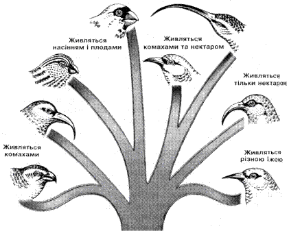 Адаптивная радиация птиц. Адаптивная радиация млекопитающих. Правило адаптивной радиации примеры. Эволюционная радиация.