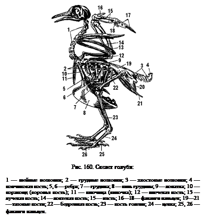 Кости пояса задних конечностей у птиц