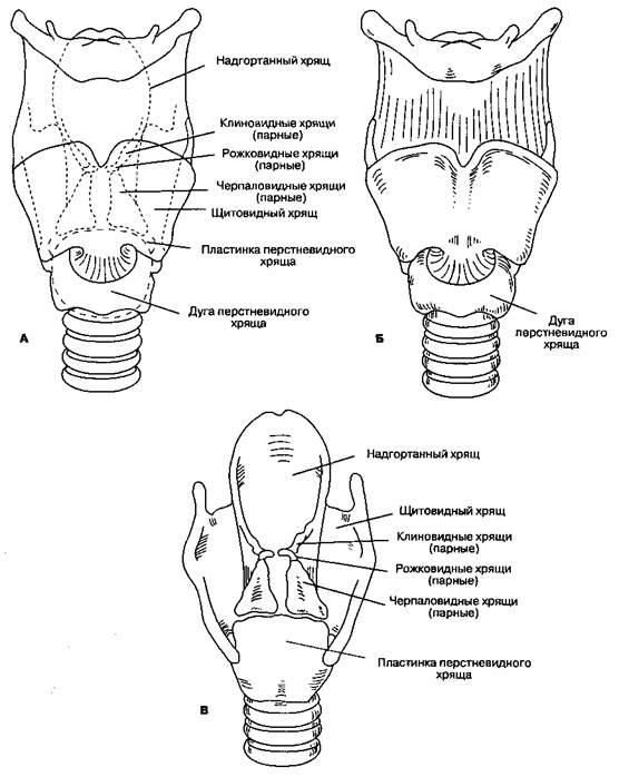a gerinc hipertóniájának görbülete)