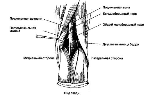 Подколенная ямка где находится фото