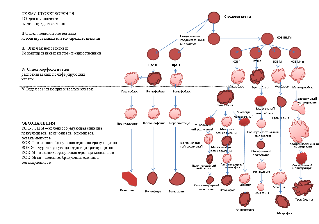 Развитие клеток крови. Клетки крови схема кроветворения. Кровь схема кроветворения по и.л Черткову а.и Воробьеву. Схема кроветворения эритроцитов. Современная схема кроветворения эритропоэз.