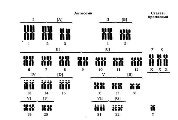 Характеристики хромосом человека. Кариотип классификация хромосом. Денверская и Парижская классификация хромосом человека. Схема идентификации хромосом. Классификация хромосом человека таблица.