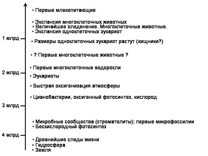 Составьте план сообщения о гипотезах происхождения эукариот