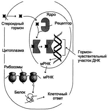 Схема переноса генетической информации в клетке роль матрицы