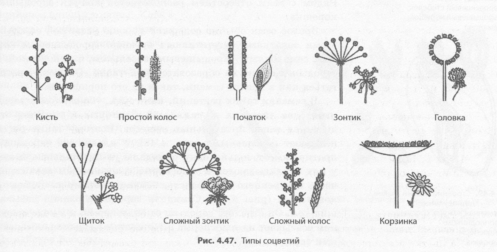 Какие соцветия изображены на рисунках. Схема соцветий цветковых растений. Соцветие полузонтик. Схема типов соцветий. Соцветие кистевидная корзинка рисунок.