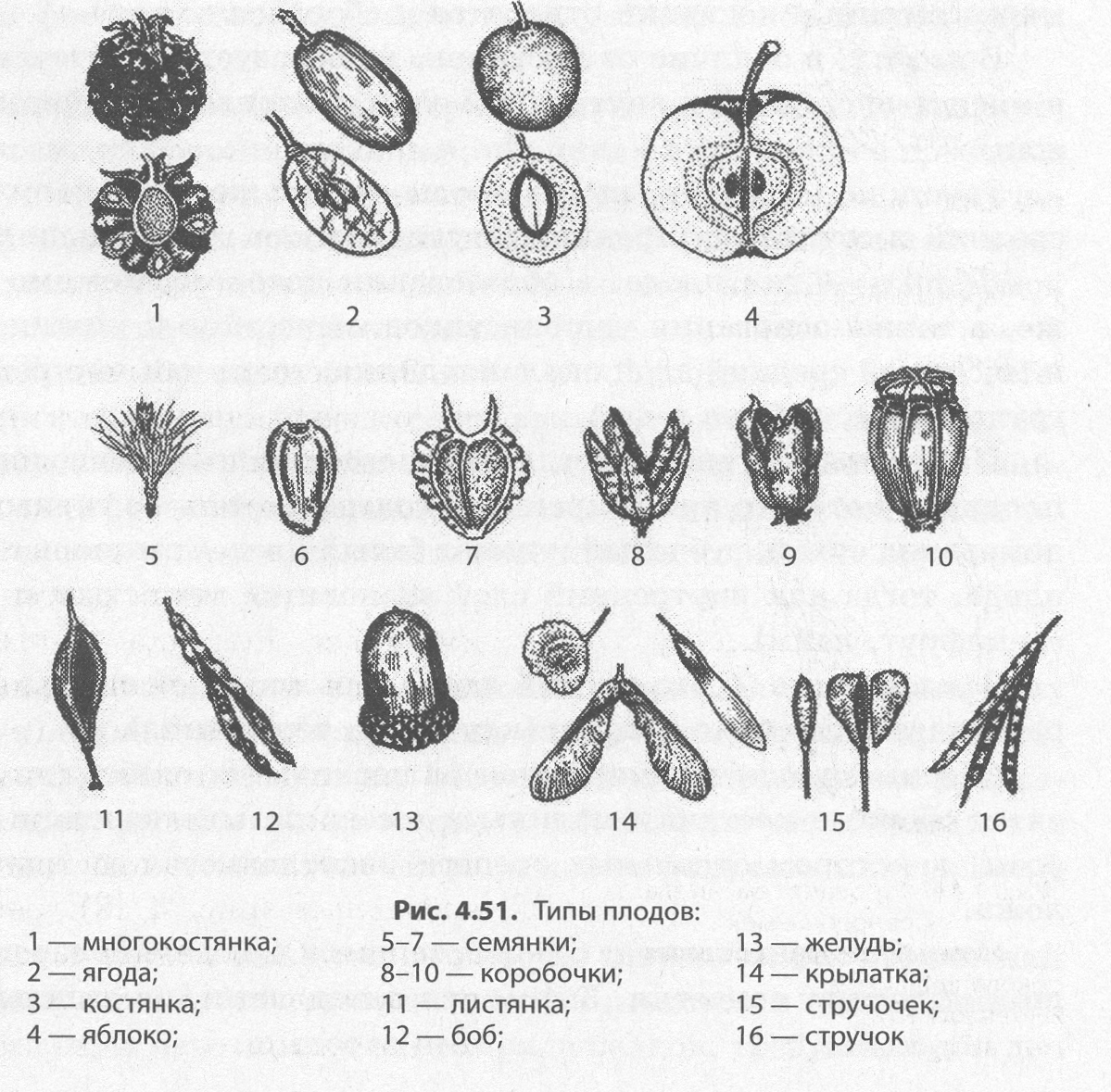 Назовите типы плодов. Типы плодов многоорешек. Плод костянка схема. Вид плода растений. Плод семянка строение.