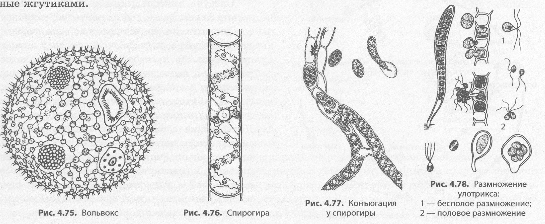 вольвокс многоклеточная водоросль