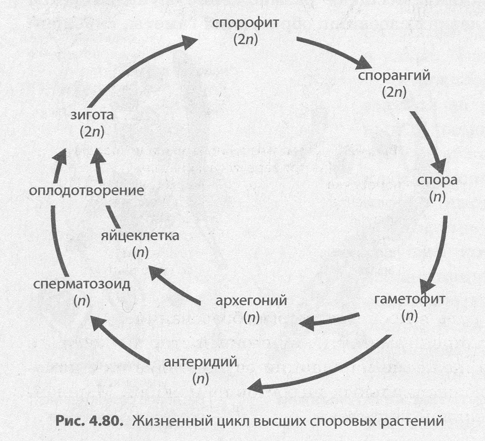 Жизненные циклы высших споровых. Схема развития споровых растений. Яйцеклетки у споровых растений развиваются.