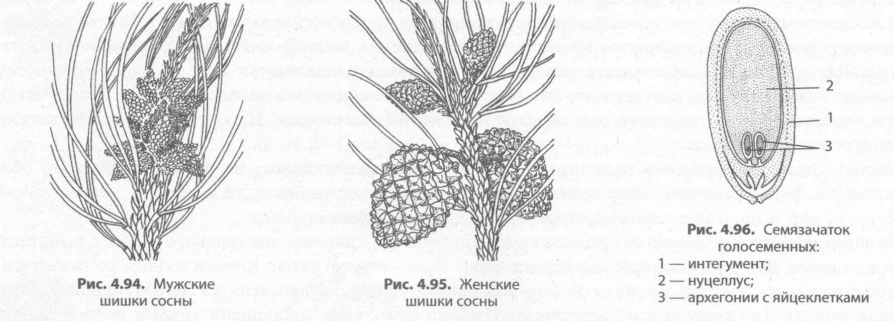 Эндосперм гаметофит. Строение семязачатка сосны. Семязачаток сосны строение. Строение семязачатка сосны обыкновенной. Строение семяпочки сосны.