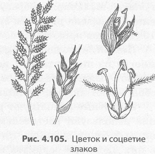 Злаки растения соцветие. Схема соцветия пшеницы. Строение Колоса злаковых. Рисунок соцветия и цветка пшеницы. Схема колоска ржи посевной.