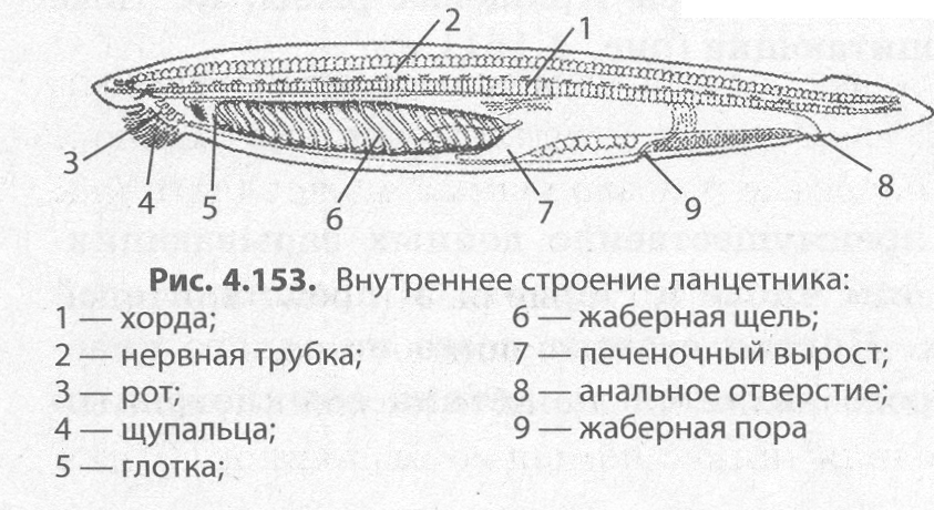 Схема строения хордовых