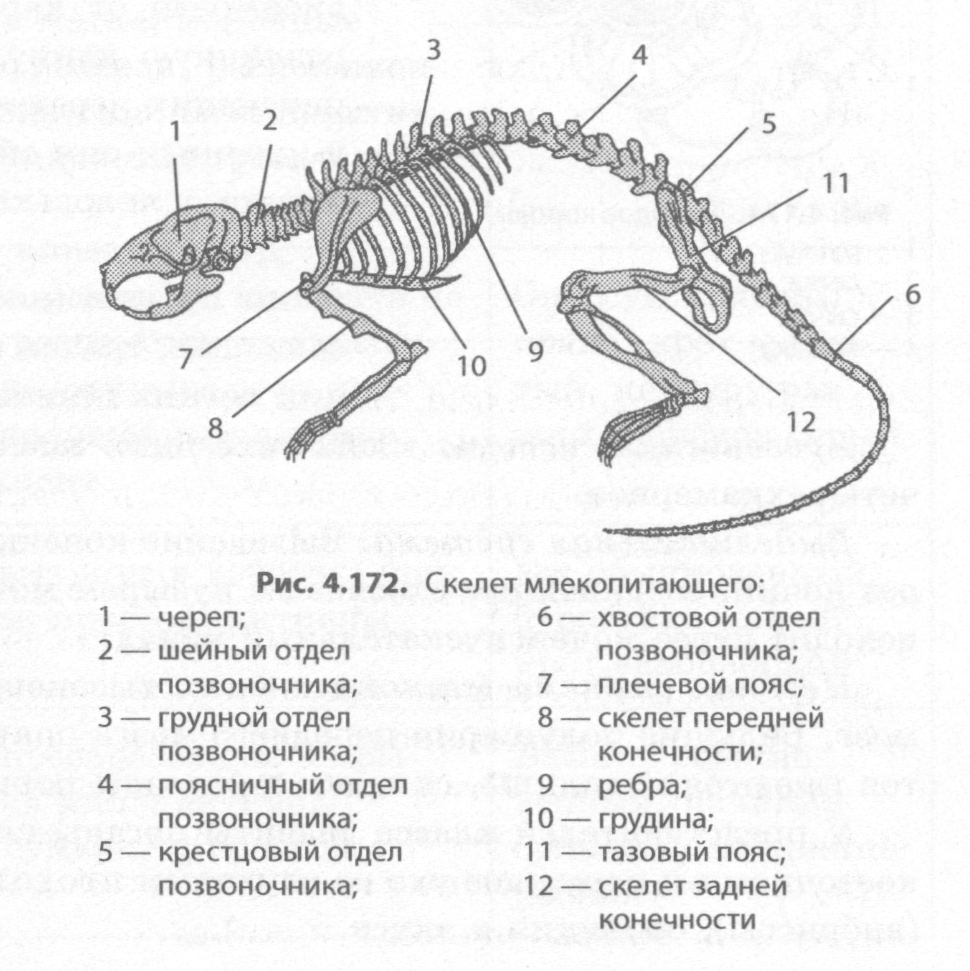Особенности строения скелета млекопитающих функции