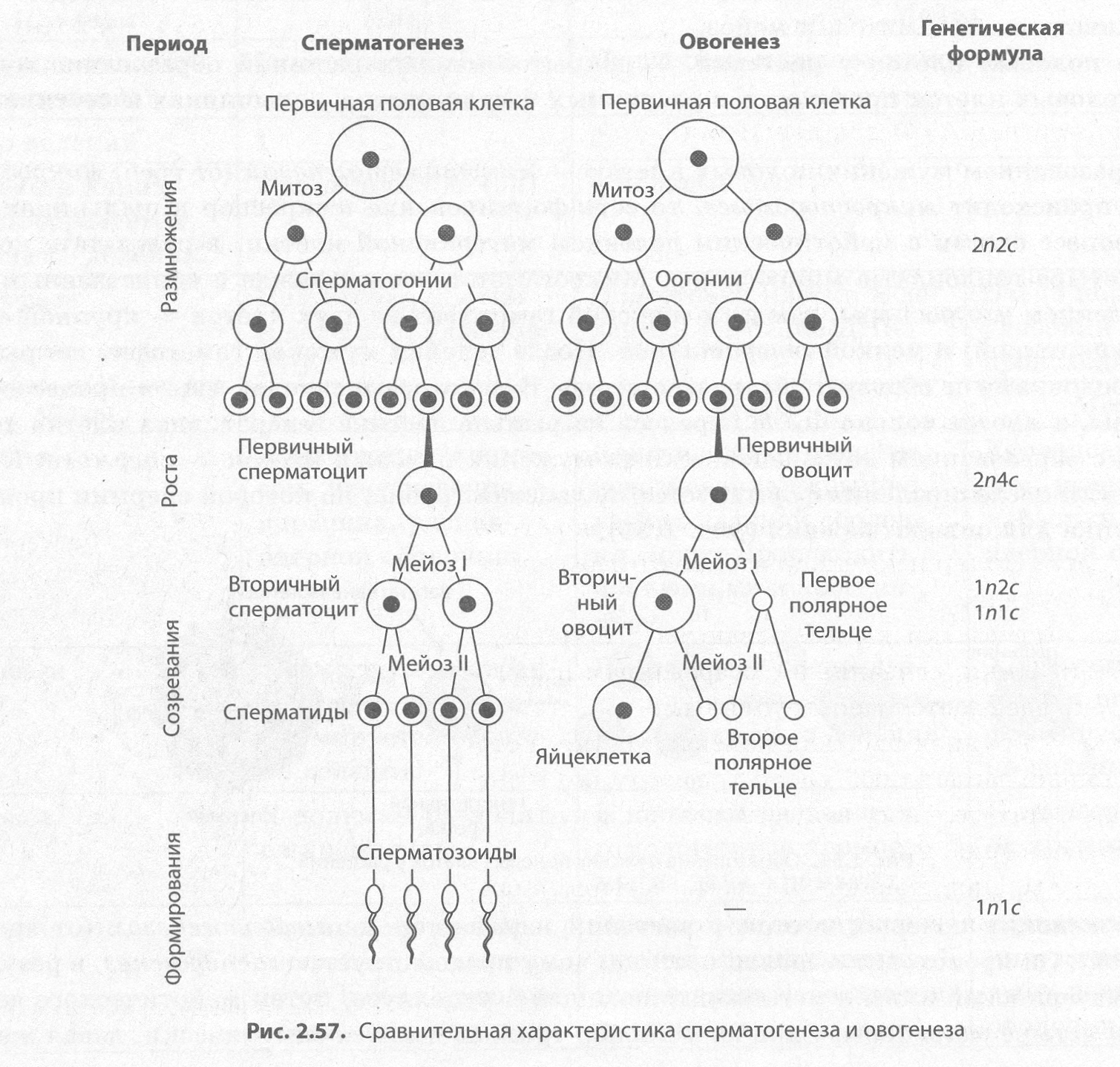 Группы половых клеток. Овогенез яйцеклетки. Генетическая схема сперматогенеза. Образование половых клеток овогенез. Периоды сперматогенеза и овогенеза.
