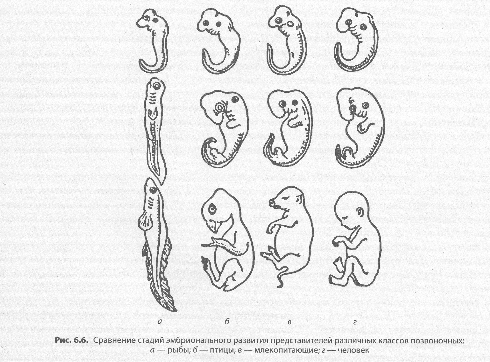 Наличие хвоста у зародыша человека на ранней. Стадии зародышевого развития позвоночного животного. Сходство зародышевого развития позвоночных животных. Эмбрионы некоторых животных на ранних стадиях развития. Стадии развития зародыша человека.