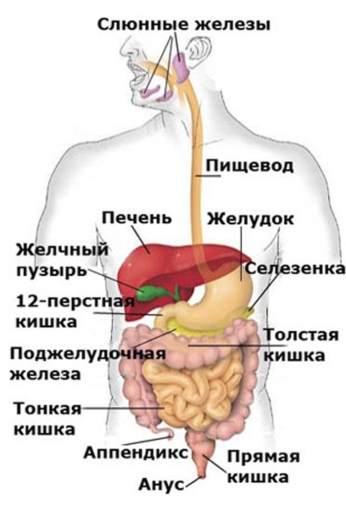 Рисунок человека с органами в полный рост