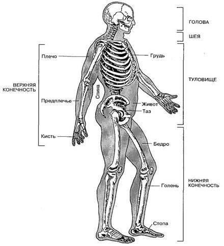 Кости позвоночника бедро и печень. Части тела человека. Строение человека. Изображение тела человека ВПР. Схема части человека.