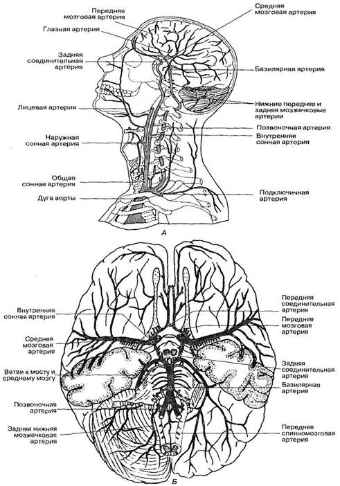 Мозговые артерии латынь. Кровоснабжение головного мозга анатомия схема. Схема кровотока головного мозга. Сосуды основания головного мозга анатомия. Схема кровоснабжения артерий головного мозга.