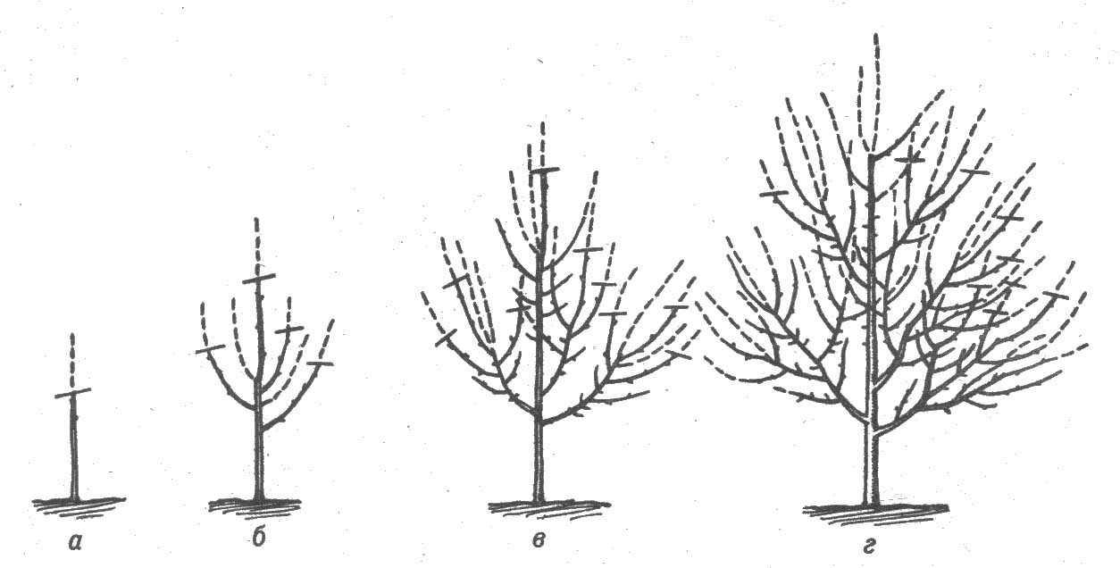 формировка и обрезка деревьев