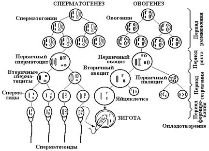 Установите последовательность этапов овогенеза образование ооцитов. Таблица период сперматогенез овогенез. Схема сперматогенеза и овогенеза. Таблица стадий сперматогенеза и овогенеза. Сперматогенез и овогенез таблица гистология.