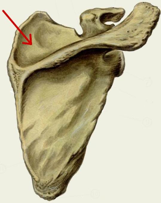 Лопатка человека анатомия. Лопатка анатомия Синельников. Лопатка scapula. Кости лопатки анатомия. Лопаточная кость анатомия человека.