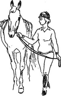 В чем смысл разговора иона с лошадью. Техника безопасности конный спорт. Техника безопасности при верховой езде на лошади. Безопасность на конюшне. Ведет лошадь под уздцы.
