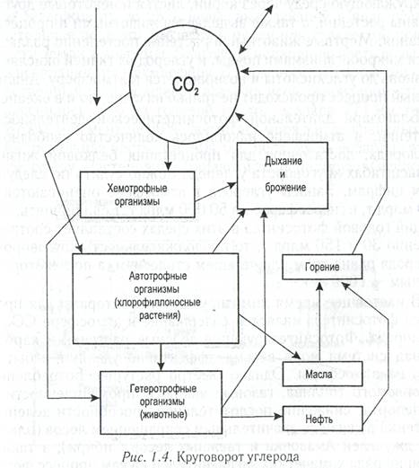 Схема круговорота углерода в природе впр. Упрощенная схема круговорота углерода. Схема круговорота углерода в биосфере упрощенная. Биохимический цикл углерода схема. Круговорот углерода в природе.
