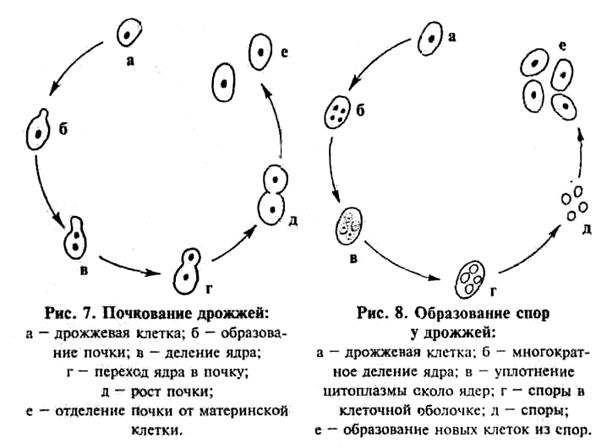5 процесс образования спор. Циклы развития дрожжей схема. Цикл развития дрожжей. Размножение дрожжей спорами. Жизненный цикл дрожжей схема.
