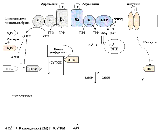 Транспорт Глюкозы из крови в клетки биохимия. Механизмы транспорта Глюкозы через мембрану.