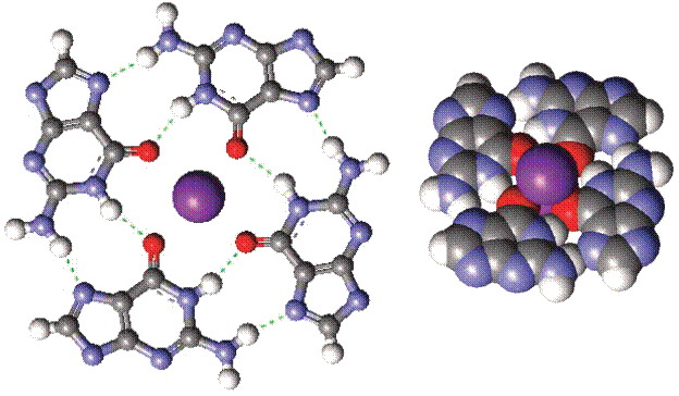 Оксид калия молекула. Гуаниновый квадруплекс. Калий молекула. G4 структура квадруплекс. Калий с молекулярной связью.