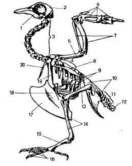 Вилочка у птиц это. Строение скелета сизого голубя. Опорно двигательная система птиц. Скелет сизого голубя биология 7 класс. Кости позвоночника скелета птицы.