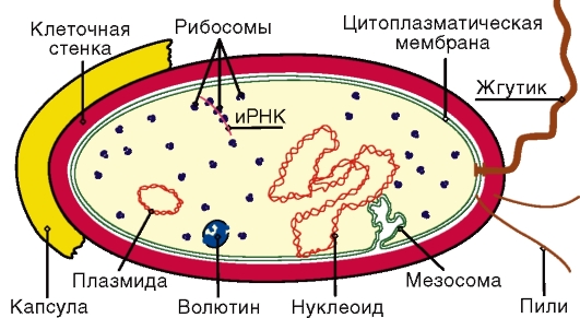 2 мезосома. Нуклеоид бактериальной клетки строение. Строение цитоплазматической мембраны бактериальной клетки. Строение бактериальной мембраны. Мезосомы мембрана бактерий.