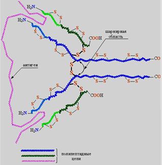 На рисунке выделен участок молекулы иммуноглобулина