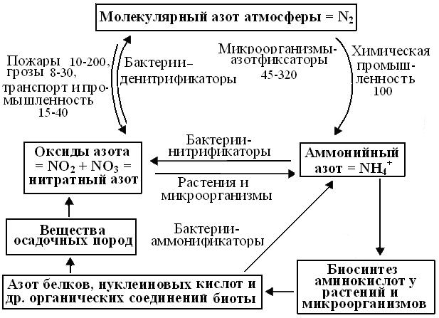 Способны к фиксации атмосферного азота