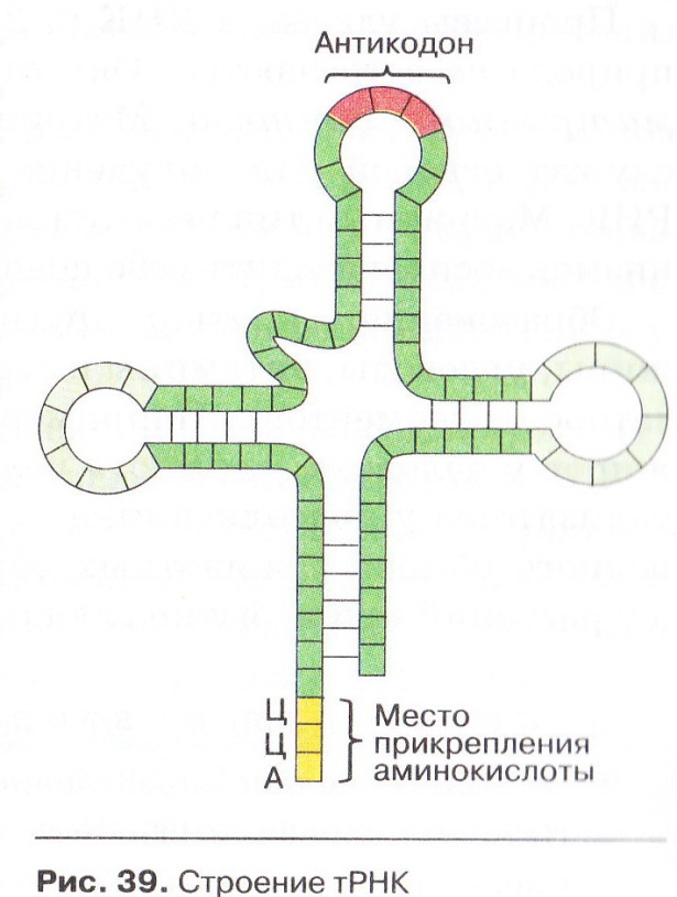 Рисунок молекулы рнк. Т РНК строение антикодон. Структура транспортной РНК. Центральная петля ТРНК. Схема строения молекулы т-РНК.