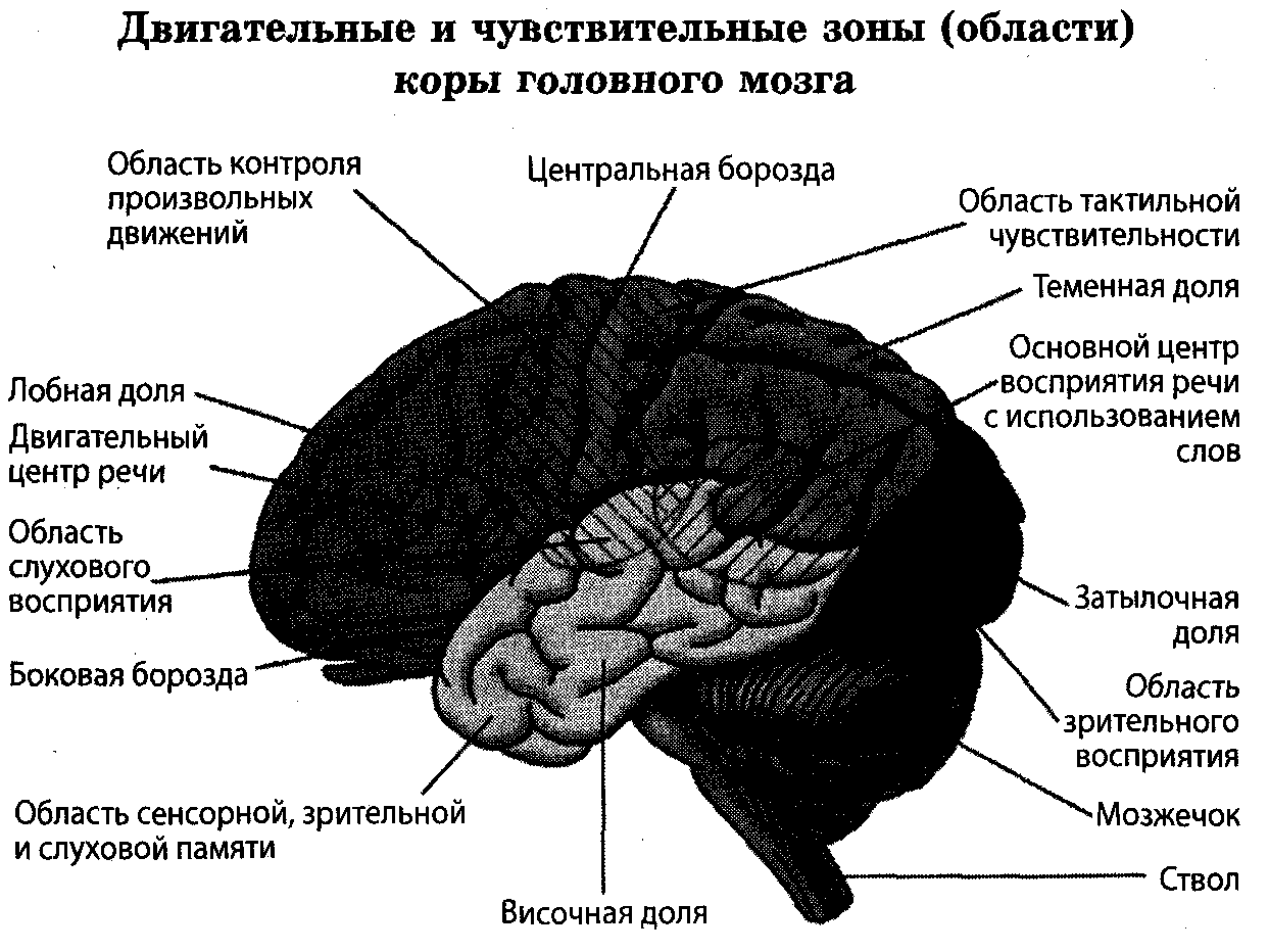 Роль коры головного мозга