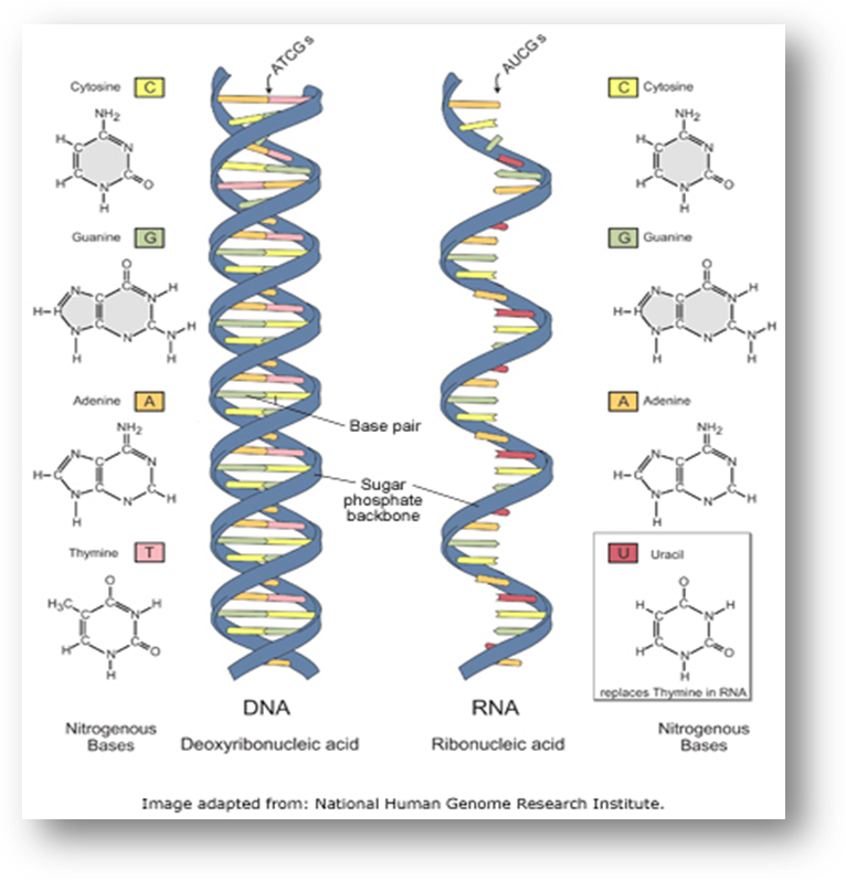 Схема строения ДНК И РНК. Различия в структуре ДНК И РНК. Структура ДНК И РНК. Схема структуры ДНК И РНК. Сравнить днк и рнк